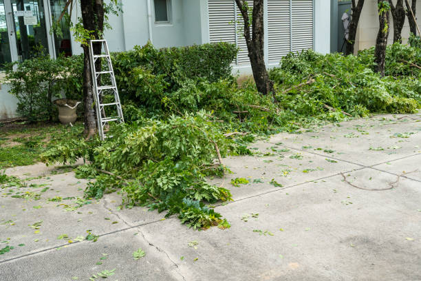 Best Tree Cutting Near Me  in USA